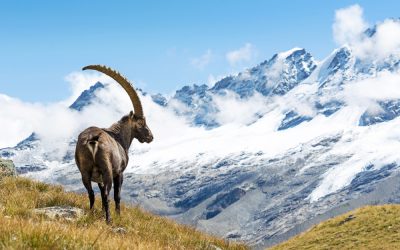 Parco Nazionale del Gran Paradiso: il viaggio nel cuore più selvaggio delle Alpi italiane
