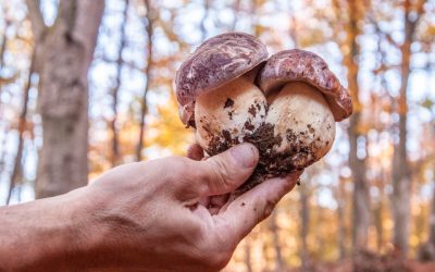 L’autunno in Alta Val Taro e Val Ceno profuma di bosco