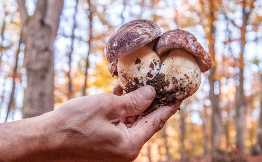 L’autunno in Alta Val Taro e Val Ceno profuma di bosco