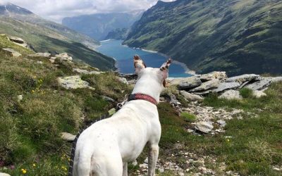 Giornata Mondiale del Cane: Valtellina pet-friendly, avventure da vivere insieme al proprio cane fra boschi, laghi e rifug