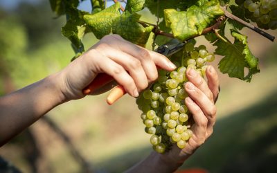 Vendemmia turistico-didattica: un’esperienza tra i filari dei grandi vini del Friuli Venezia Giulia