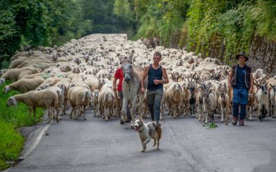 Sulle strade della transumanza: viaggio nell’Italia che cammina ancora al ritmo delle stagioni