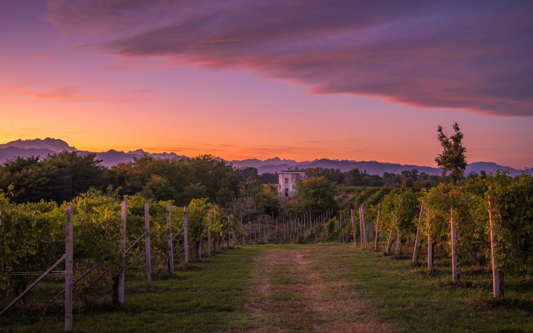 Settembre: dalla culla del riso ai vigneti del Supervulcano: un viaggio nell’Alto Piemonte tra gusto