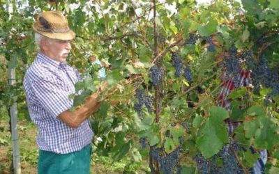 Lombardia segreta: settembre a Scanzo, dove il vino racconta una collina