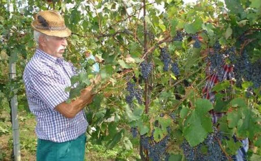 Lombardia segreta: settembre a Scanzo, dove il vino racconta una collina
