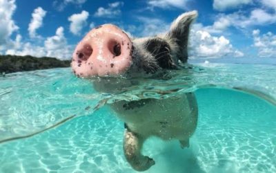 Pig Beach, l’isola dei maiali delle Bahamas: dove il bagno si fa insieme ai maialini