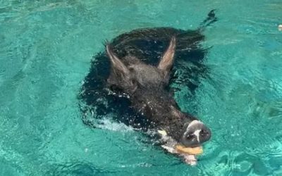 Atokos, l’isola dei maiali neri: il paradiso greco da vivere quando la folla se ne va
