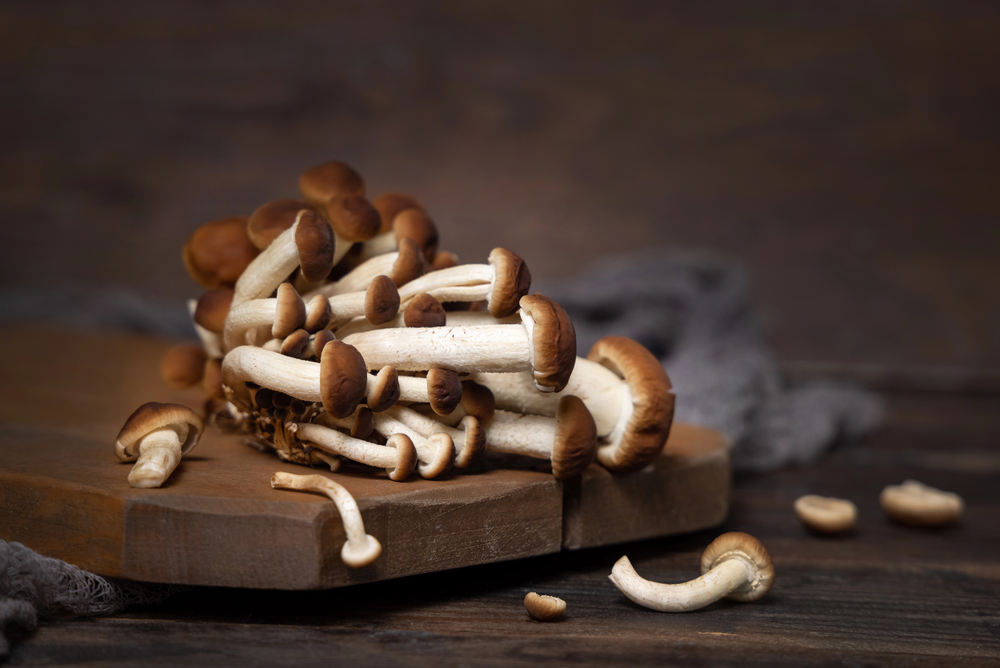 Dello: viaggio nel cuore della Bassa Bresciana: il fungo chiodino, le sagre e i sapori d’autunno