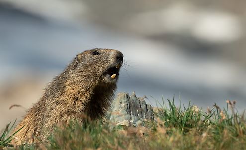 Valle d’Aosta, battito animale