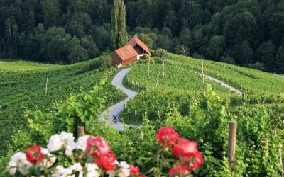 Stiria slovena: miglior regione vitivinicola d’Europa 2027