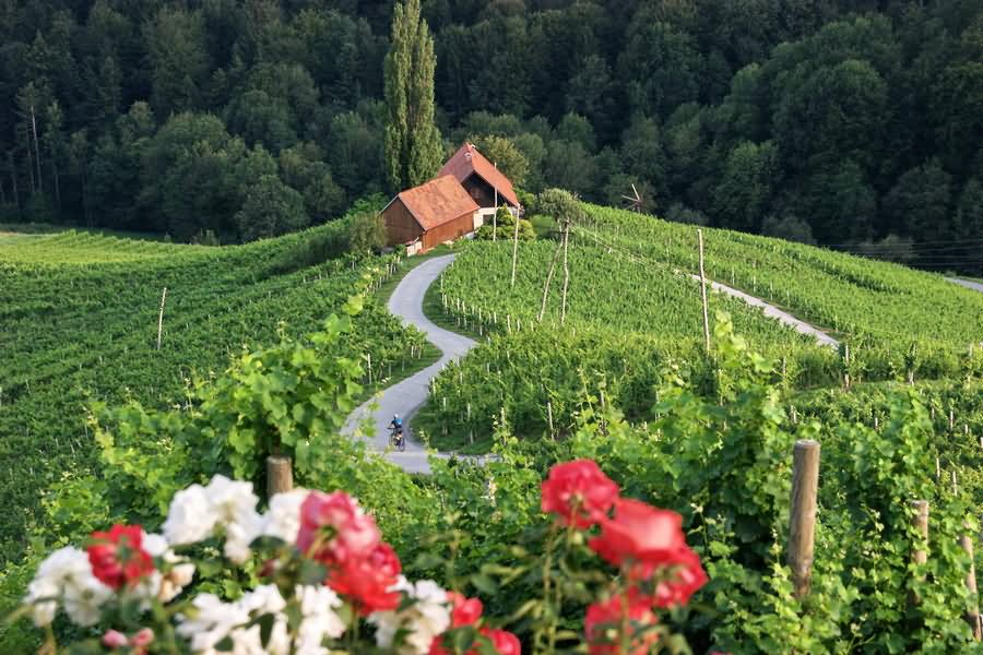 Stiria slovena: miglior regione vitivinicola d’Europa 2027